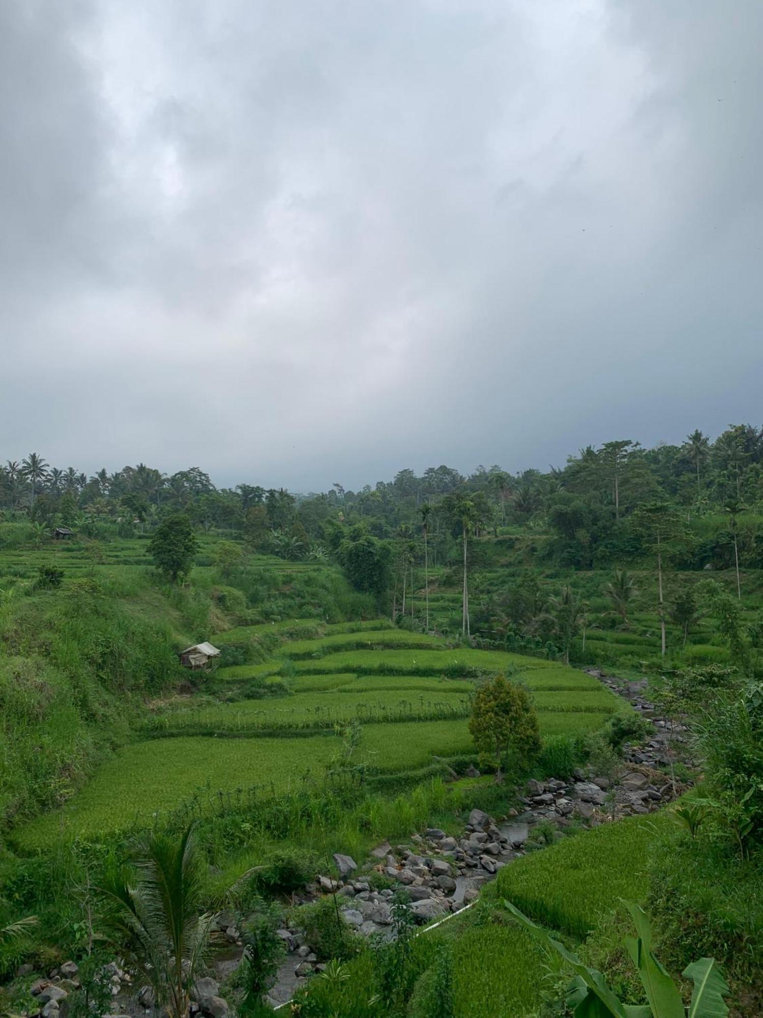 Avocado Homestay Tetebatu Exterior foto